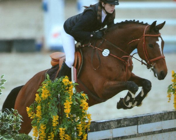 Pferd Romea 13 (Hannoveraner, 2001, von Raphael) Pferd Romea 13 (Hannoveraner, 2001, von Raphael)