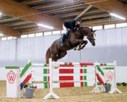 stallion Duracell 2 (KWPN (Royal Dutch Sporthorse), 2008, from Douglas)