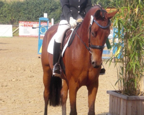 broodmare Sterntaler 60 (Westphalian, 2006, from Sibirian Express) broodmare Sterntaler 60 (Westphalian, 2006, from Sibirian Express)