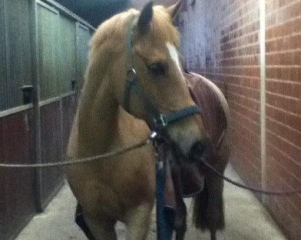 broodmare Ghina (German Riding Pony, 1993, from Ghadif ox)