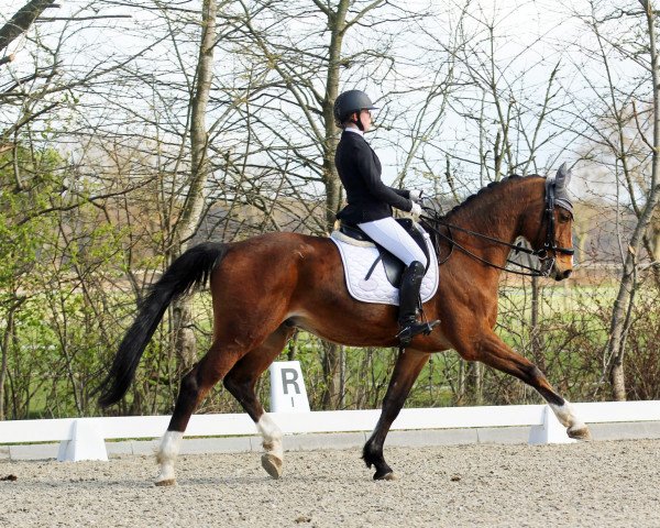 dressage horse Charmeur 397 (German Sport Horse, 2007, from Charming Boy 38)