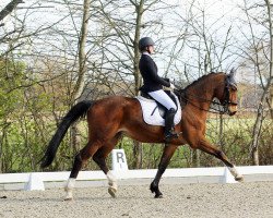 dressage horse Charmeur 397 (German Sport Horse, 2007, from Charming Boy 38)