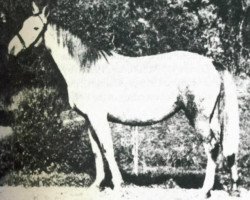broodmare Pomponia 1902 ox (Arabian purebred, 1902, from Zagloba ox)