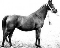 broodmare Dziwa 1922 ox (Arabian purebred, 1922, from Abu Mlech 1902 ox)