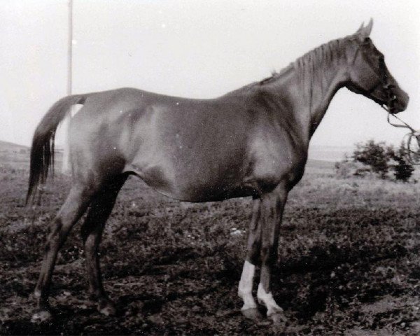 broodmare Kanitel 1946 ox (Arabian purebred, 1946, from Korej 1939 ox)