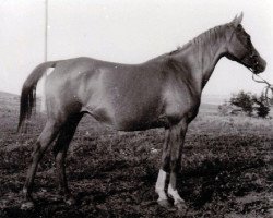 broodmare Kanitel 1946 ox (Arabian purebred, 1946, from Korej 1939 ox)