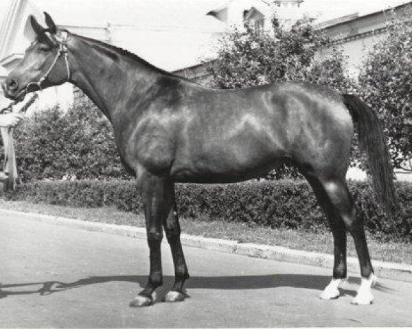 broodmare Ptashka 1953 ox (Arabian purebred, 1953, from Priboj 1944 ox)