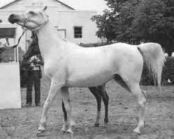 broodmare Panagia 1971 ox (Arabian purebred, 1971, from Aswan 1958 EAO)