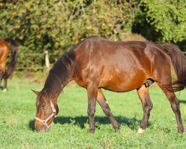 broodmare Royce de Kreisker (Selle Français, 2005, from Diamant de Semilly)