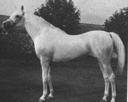 stallion Aswan 1958 EAO (Arabian purebred, 1958, from Nazeer 1934 RAS)