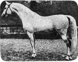 stallion Amurath Sahib 1932 ox (Arabian purebred, 1932, from Amurath II ox)