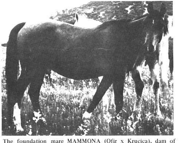 broodmare Mammona 1939 ox (Arabian purebred, 1939, from Ofir 1933 ox)