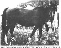 broodmare Mammona 1939 ox (Arabian purebred, 1939, from Ofir 1933 ox)