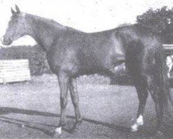 broodmare Metropolia 1957 ox (Arabian purebred, 1957, from Priboj 1944 ox)
