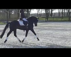 stallion Darjeeling 17 (German Riding Pony, 2018, from Dance Star AT NRW)