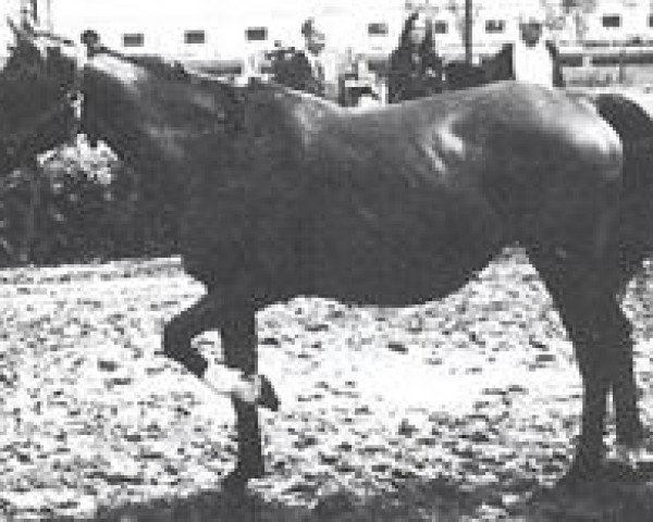 broodmare Karta 1962 ox (Arabian purebred, 1962, from Arax 1952 ox)