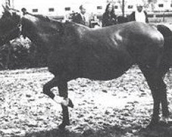broodmare Karta 1962 ox (Arabian purebred, 1962, from Arax 1952 ox)