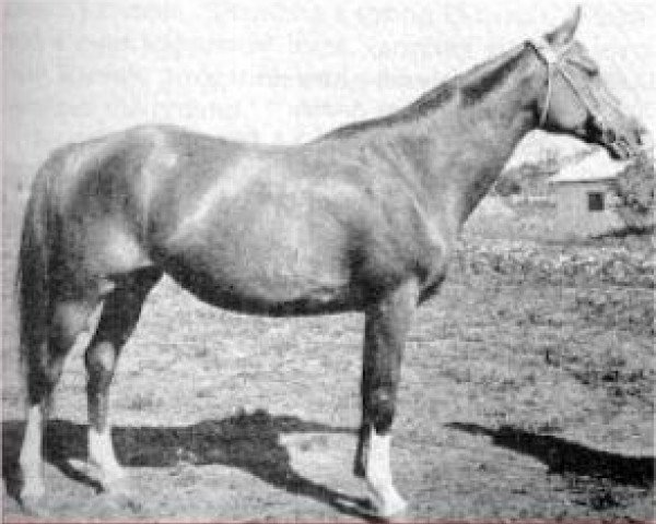 Zuchtstute Malpia 1958 ox (Vollblutaraber, 1958, von Priboj 1944 ox)