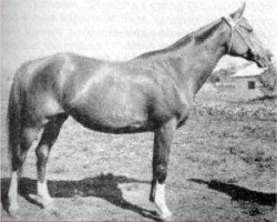 broodmare Malpia 1958 ox (Arabian purebred, 1958, from Priboj 1944 ox)