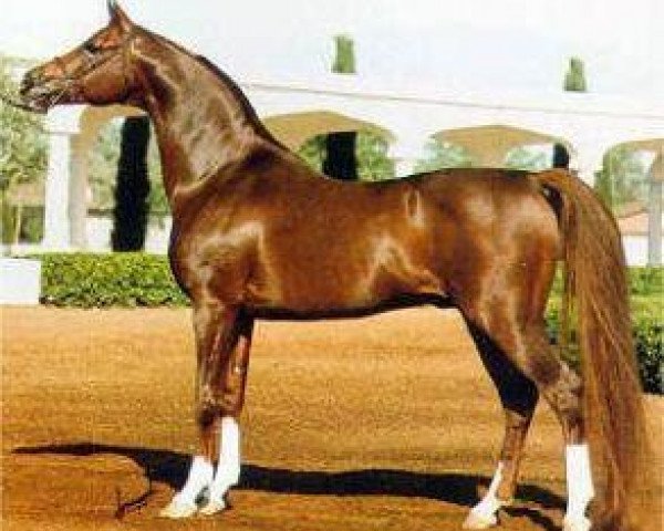 stallion Muscat 1971 ox (Arabian purebred, 1971, from Salon 1959 ox) stallion Muscat 1971 ox (Arabian purebred, 1971, from Salon 1959 ox)