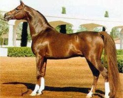 stallion Muscat 1971 ox (Arabian purebred, 1971, from Salon 1959 ox)