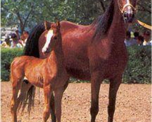 broodmare Kosmetika 1976 ox (Arabian purebred, 1976, from Muscat 1971 ox)