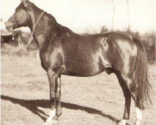 stallion Wind 1938 ox (Arabian purebred, 1938, from Ofir 1933 ox)