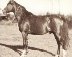 stallion Wind 1938 ox (Arabian purebred, 1938, from Ofir 1933 ox)