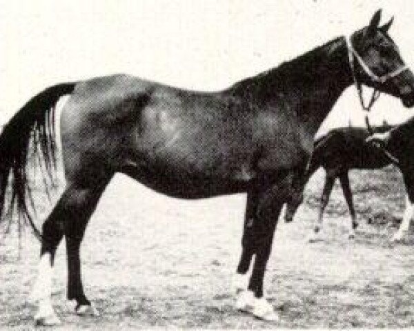Zuchtstute Nomenklatura 1943 ox (Vollblutaraber, 1943, von Naseem 1922 ox)