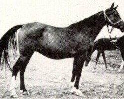 broodmare Nomenklatura 1943 ox (Arabian purebred, 1943, from Naseem 1922 ox)