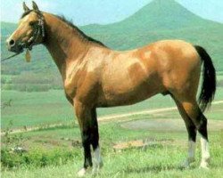 stallion Nabeg 1966 ox (Arabian purebred, 1966, from Arax 1952 ox)