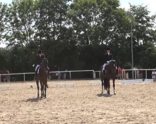 Dressurpferd Richtje ut'e Mieden (Friese, 1997, von Rypke 321)