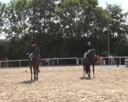 Caballo de Doma Richtje ut'e Mieden (Frisón, 1997, de Rypke 321)
