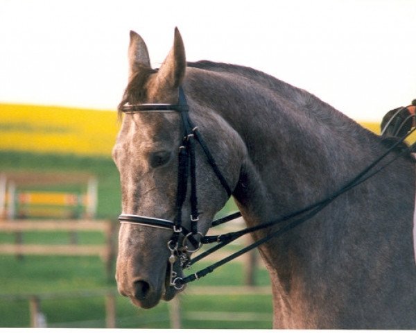 broodmare Ripley (Westphalian, 1992, from Rosenduft)