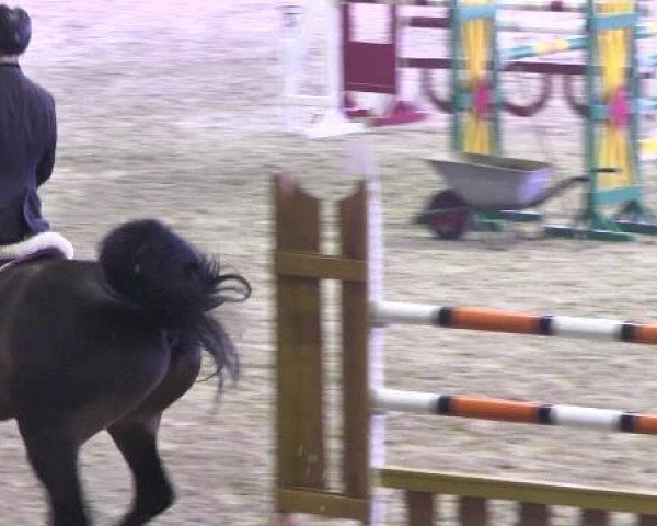 jumper Pbm Calato Zeus (Württemberger, 2005, from Calato)
