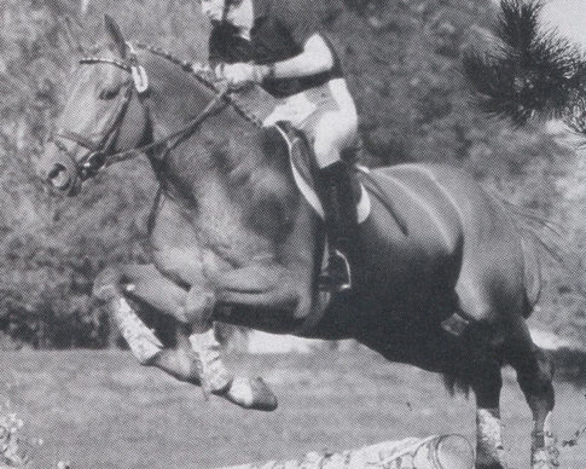 Deckhengst Bolino (Hannoveraner, 1986, von Bolero)
