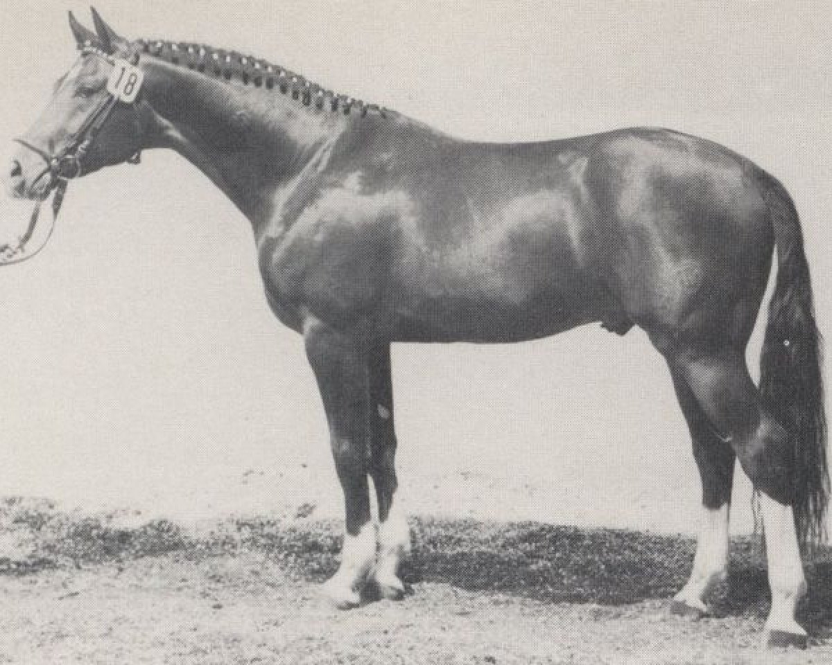 stallion Rousseau (Westphalian, 1979, from Romadour II)
