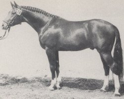 Deckhengst Rousseau (Westfale, 1979, von Romadour II)
