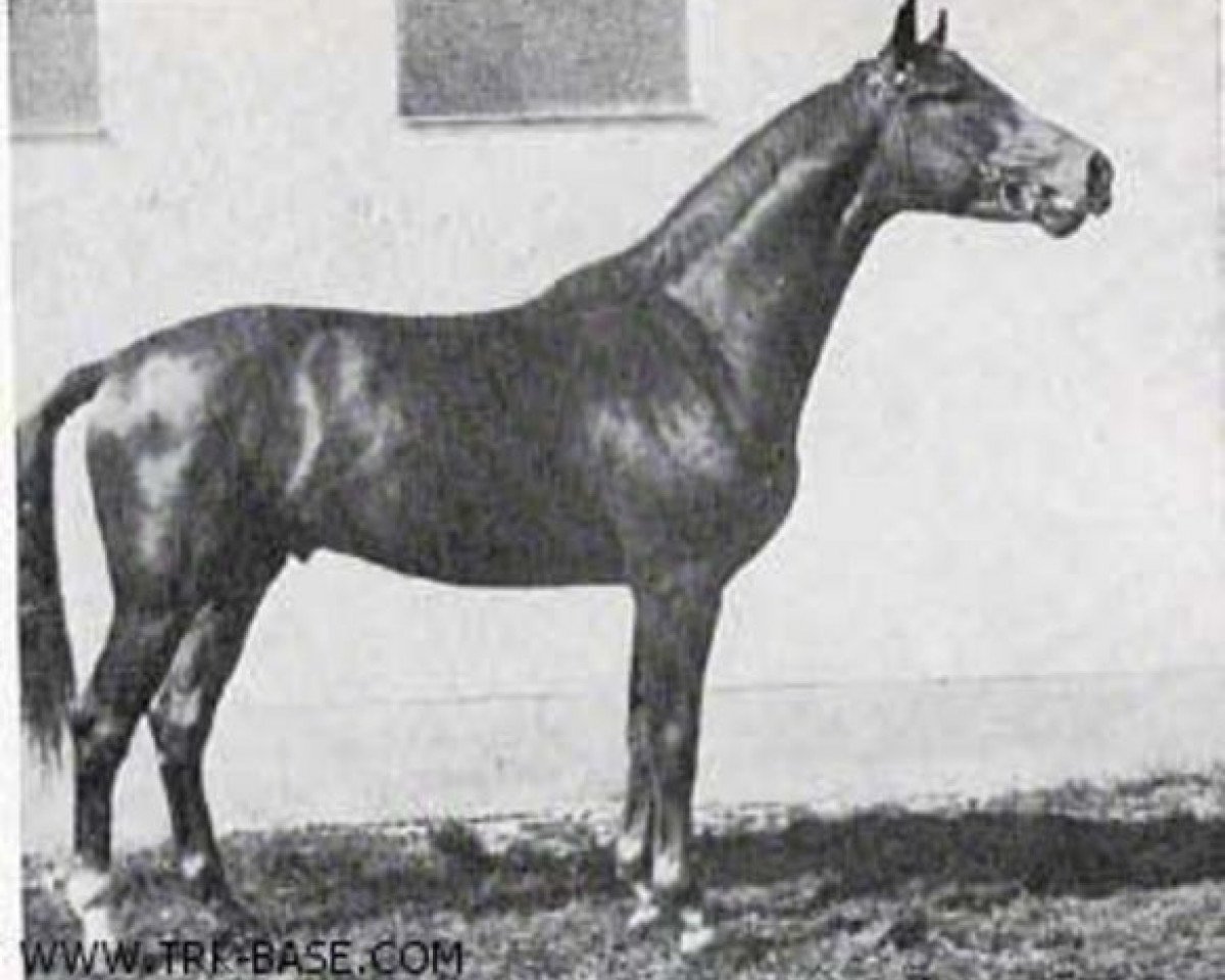 Semental Absolut (Trakehner, 1965, de Julmond)