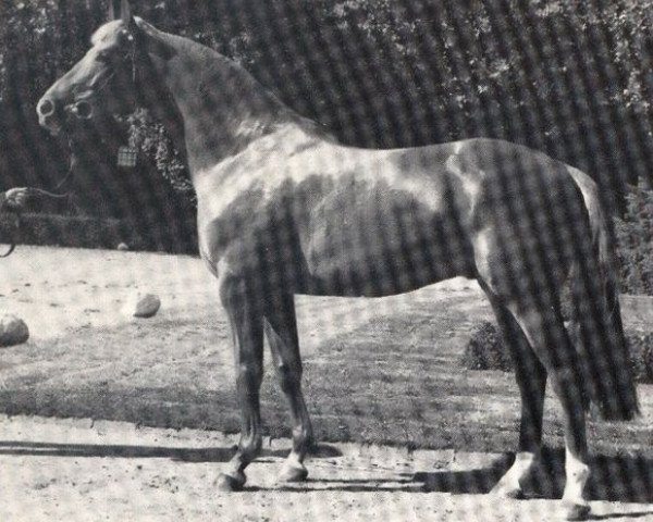 jumper Exponent (Westphalian, 1976, from Exstream xx)