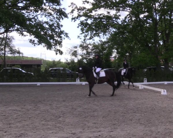 Reitturnier Schönwalde-Glien 2022