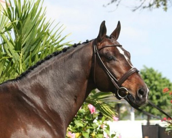 stallion Pik L (Hanoverian, 1993, from Pik Bube II)