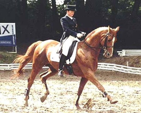 Deckhengst Baryshnikov (Hannoveraner, 1986, von Bolero) Deckhengst Baryshnikov (Hannoveraner, 1986, von Bolero)