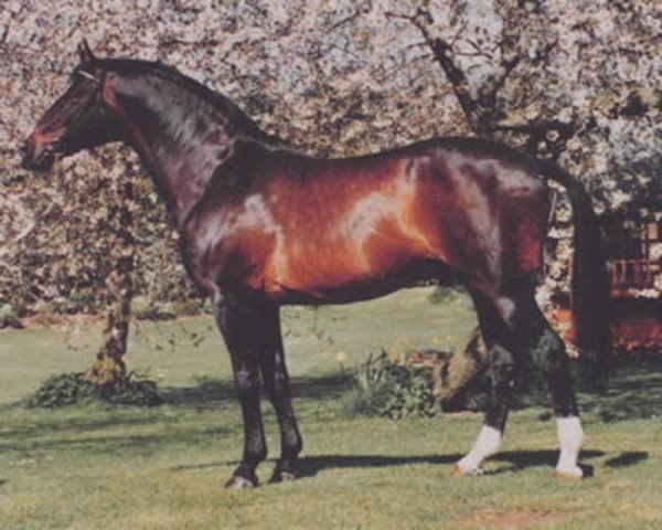 stallion Istanbul (Trakehner, 1972, from Flaneur)