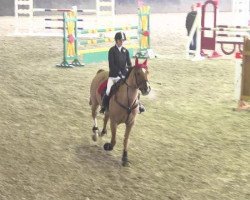 Springpferd Golden's Jay Jay (Bayer, 2001, von Golden Joy J)