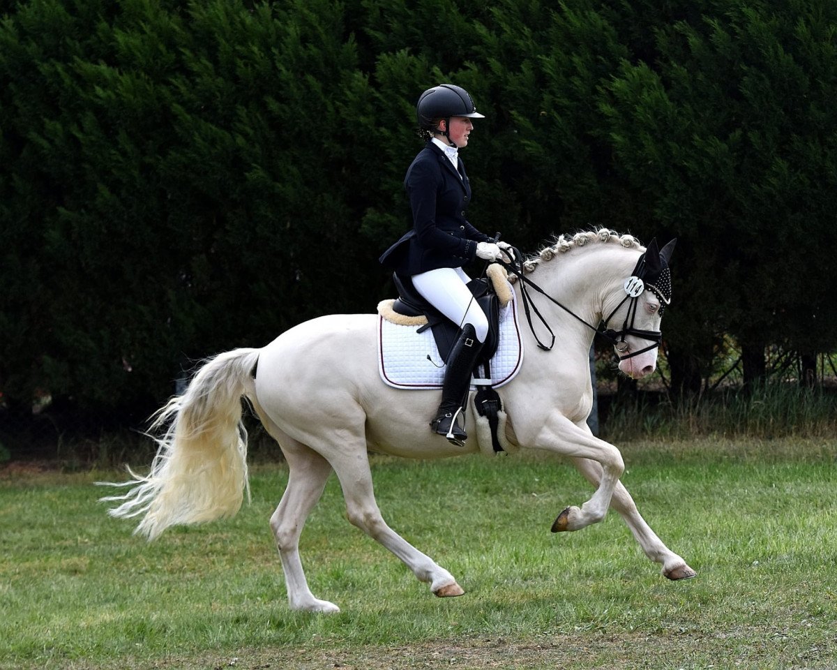 dressage horse Heitholms Mr. Move (German Riding Pony, 2018, from FS Mr. Right)