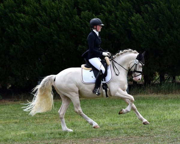 dressage horse Heitholms Mr. Move (German Riding Pony, 2018, from FS Mr. Right)