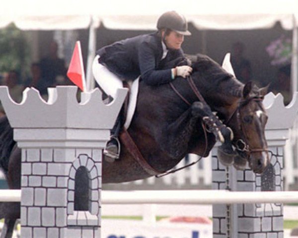 stallion Cockney II (Holsteiner, 1989, from Calando IV)