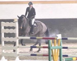 jumper Cinzano 62 (Oldenburg show jumper, 2007, from Caritano Z)