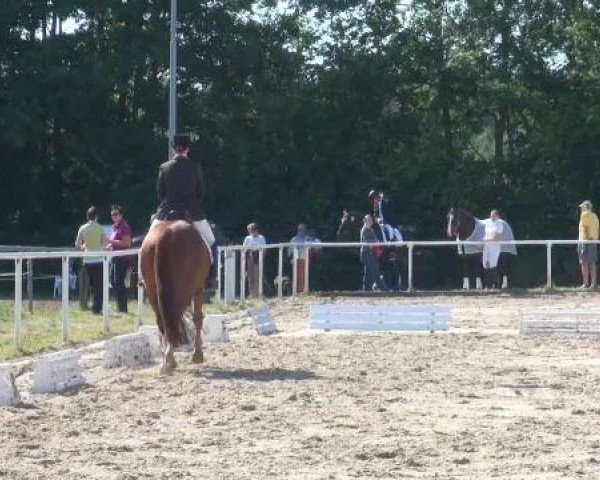 dressage horse Curtis Hagen (Mecklenburg, 2003, from Captain Paul I)